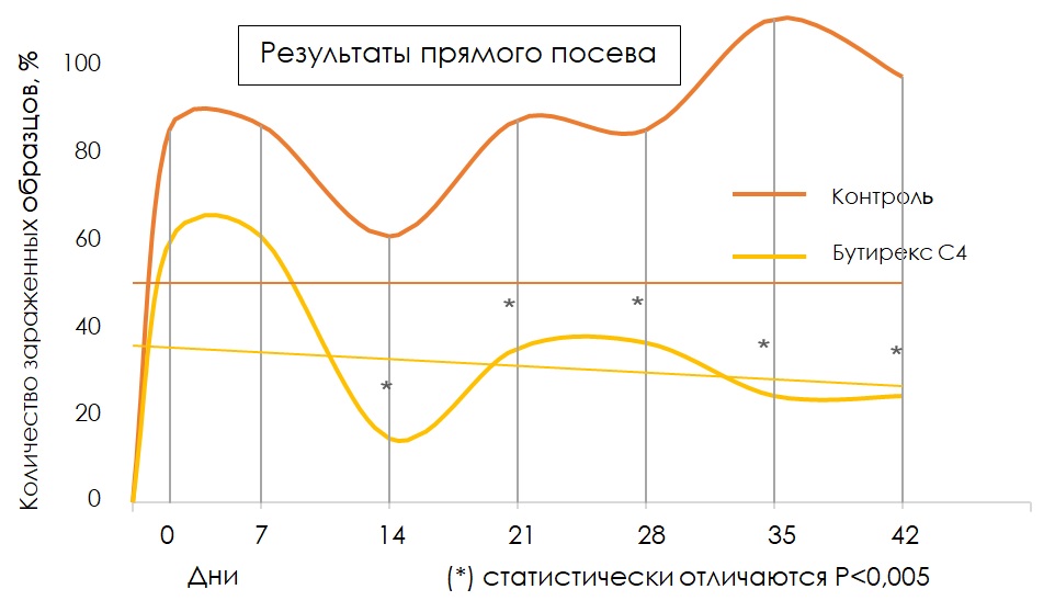 Результат прямого посева