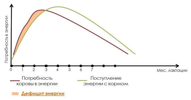 Дефицит энергии у молочных коров