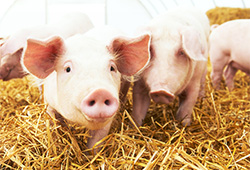 Новость о публикации результатов опыта по применению гамма-аминомасляной кислоты в рационах свиней