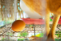 Применение кормовых добавок в решении проблемы загрязненного яйца