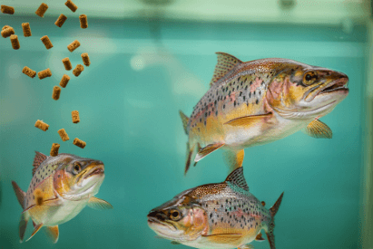 Мисма Фикс Аква - увеличение прочности гранулы корма для аквакультуры