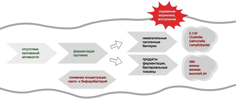 Влияние накопления непереваренного протеина в толстом кишечнике