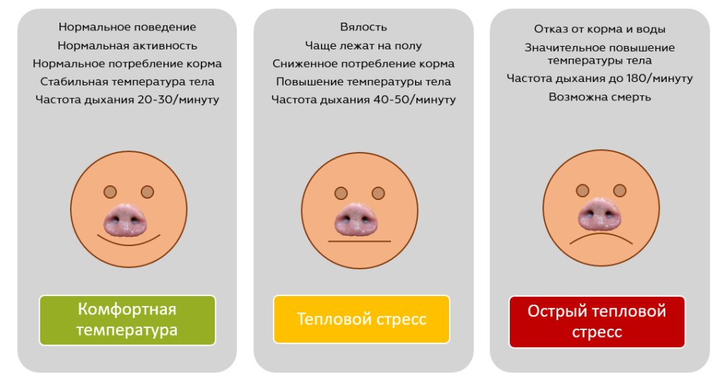 табл тепловой стресс у свиней