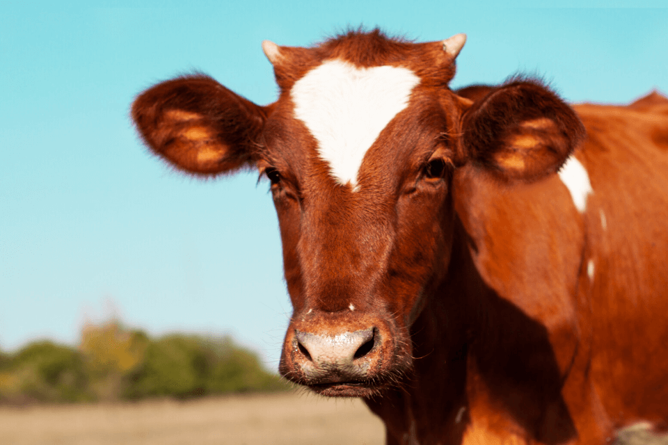 Гепатопротекторы для дойных коров Гепатопротекторы для дойных коров