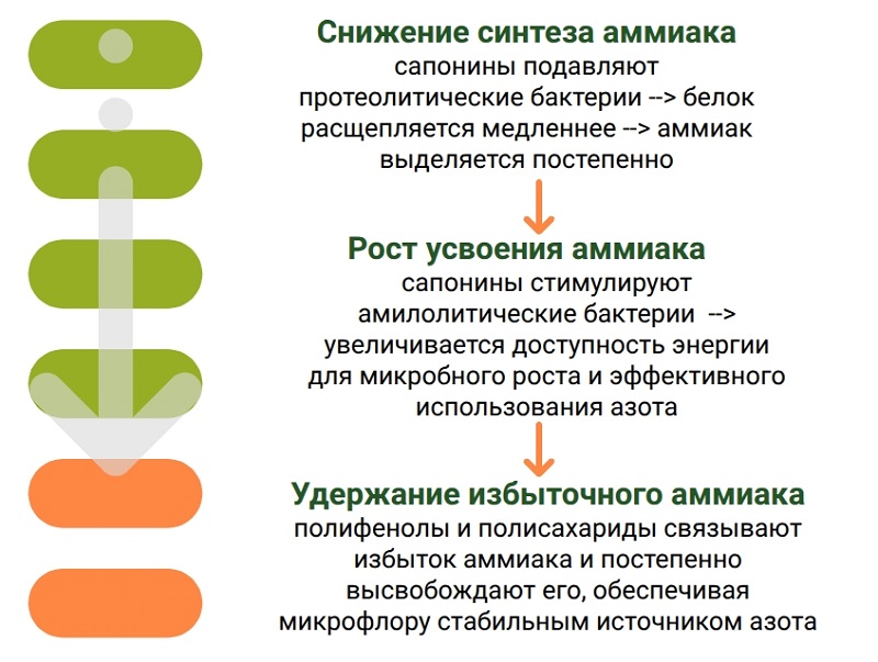 Схема действия юкки шидигера на аммиак в организме КРС.jpg действие юкки шидигера на аммиак.jpg
