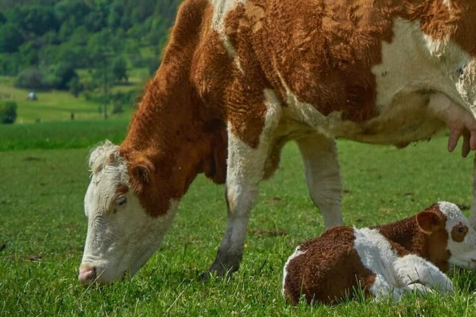 рекомендации по кормлению в транзитный период коров рекомендации по кормлению в транзитный период коров