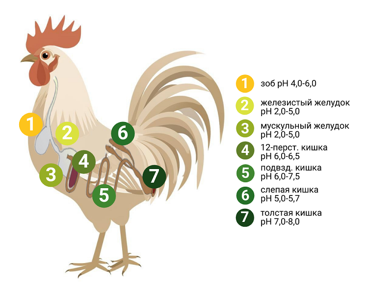 Рис.2 ЖКТ птицы