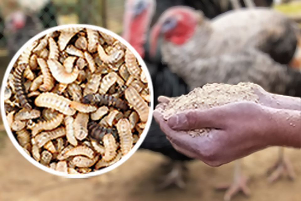 Обзор рынка кормовых насекомых Обзор рынка кормовых насекомых