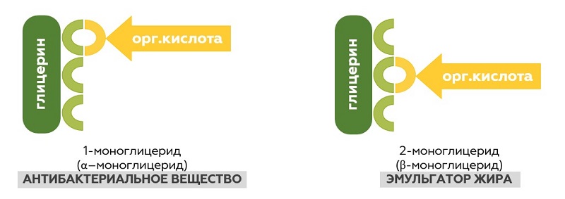 схема альфа-моноглицерида схема альфа-моноглицерида_800