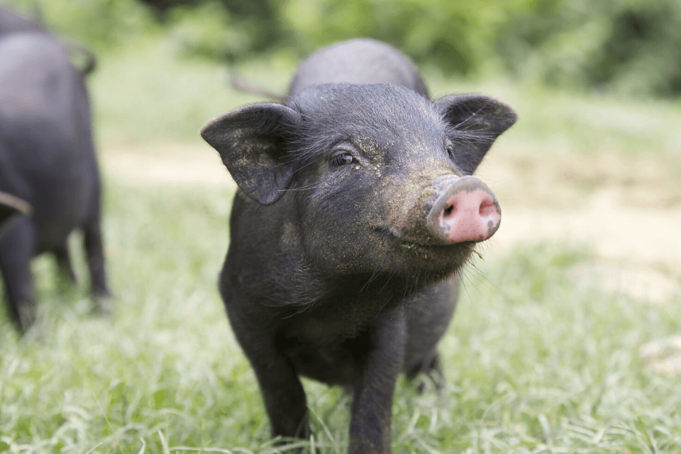 Дизентерия свиней – кормовые добавки для профилактики заболевания Дизентерия свиней – кормовые добавки для профилактики заболевания