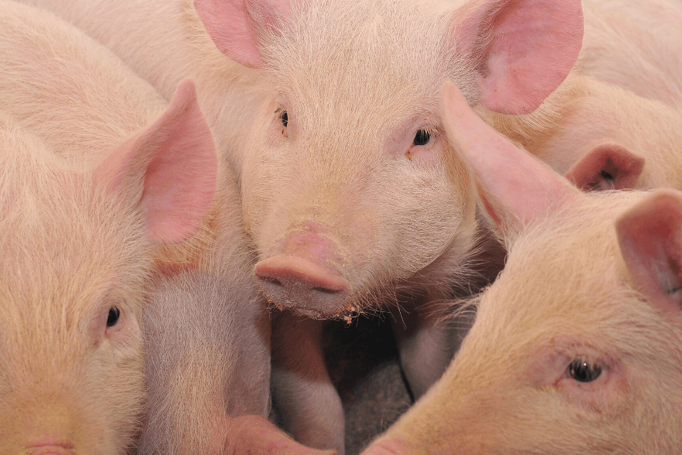 Опыт применения антистрессовой добавки Мисма ГАМК в рационах поросят Опыт применения антистрессовой добавки Мисма ГАМК в рационах поросят