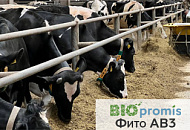 Антиоксидантная активность лактирующих коров до и после добавления Биопромис Фито АВ3